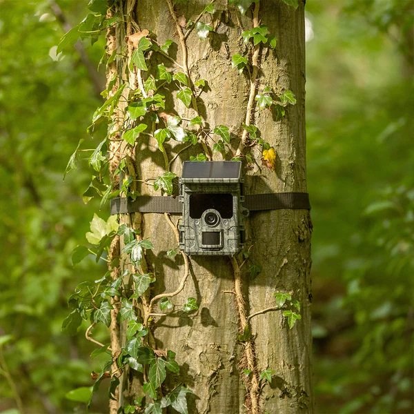 Die Ez-Solar-Kamerafalle hängt an einem Baum im Wald.